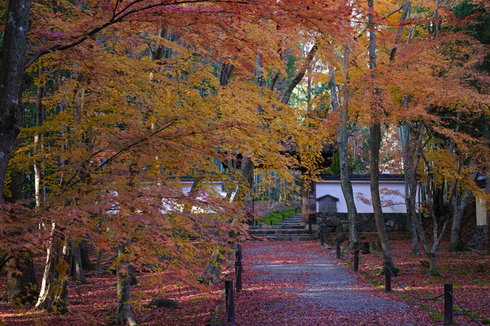 シグマ 24-70mm F2.8 DG DN | Art SIGMA を使ってみました